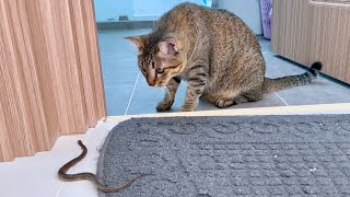 Cat Vs Snake Part 2 [upl. by Wieren]