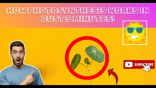 How Photosynthesis Works in just 5 minutes [upl. by Nahshun745]