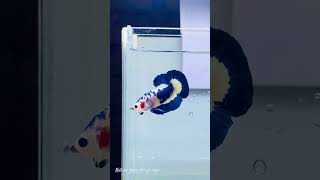 Betta Fish Care The Ultimate Guide aquarium aquatic fish bettafish [upl. by Hedva]