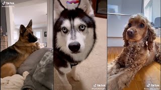 Bark at your dog and see what they do  TikTok [upl. by Drareg]