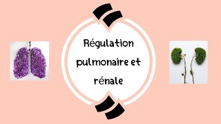 léquilibre acidobasique partie 02  La régulation pulmonaire et rénale شرح مفصل بالعربية [upl. by Egreog]