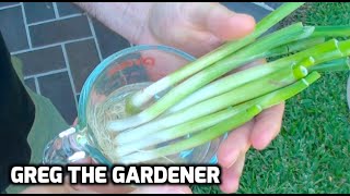 HOW TO GROW SCALLIONSGREEN ONIONS from Store Bought Ones  GregTheGardener [upl. by Nodnelg]