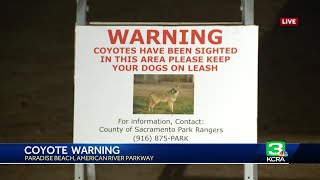 Warning issued after coyotes attack dogs near Paradise Beach on the American River Parkway [upl. by Dory]