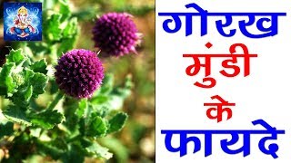 गोरखमुंडी के फायदे और उपयोग sphaeranthus indicus benefits Ayurved shala [upl. by Aniala]