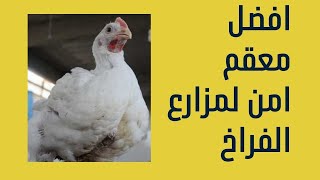 تعقيم وتطهير مزارع الدواجن وطريقه استخدام اليود افضل معقم ومطهر للتربية المنزلية للفراخ [upl. by Monro]