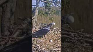 Raven steal egg from Eagle nest eagle shorts ravens eagleegg eaglenest [upl. by Gentille]