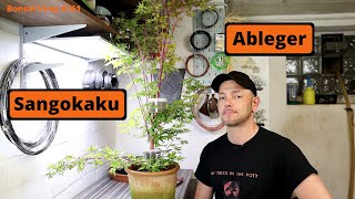 Der dicke Kakao  Acer palmatum Sangokaku Ableger Abmoosung  Bonsai VLog 161 [upl. by Dilisio740]