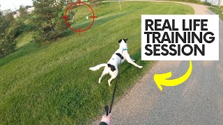 Real UNEDITED Training Walk With a REACTIVE Dog [upl. by Einnaej]