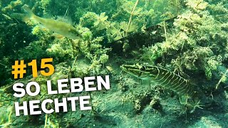 Hechte unter Wasser  Angeln auf Hecht vom Ufer 🐊 [upl. by Barhos]