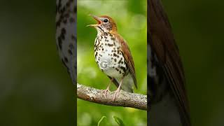 Wood Thrush Singing and Call [upl. by Shadow768]