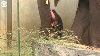 WEB EXTRA Baby Asian elephant born at Pairi Daiza Zoo in Belgium [upl. by Esom]