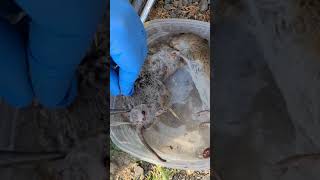 Bot Fly larvae removal [upl. by Tailor]