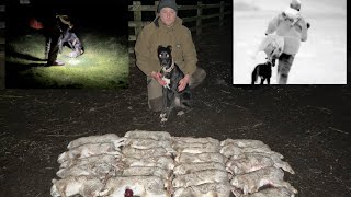 Lamping Rabbits with Lurchers  Pest Control with Thermal Footage Feb 2024 [upl. by Kaspar725]