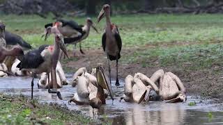 Pelicans in Gorongosa NP Mozambique [upl. by Sidnak]