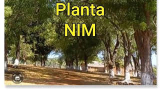 Benefícios da planta NimNeem [upl. by Odlavso]