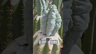 Glorp Bombs have that giggity cactusjeff [upl. by Meeharb222]