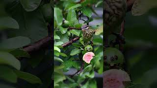 White cheeked Barbet enjoying a juicy guava birds [upl. by Loy]