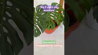 Never buy monstera again 🤫 monstera ytshorts plantshorts [upl. by Eelarac]