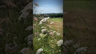 Out on the trails in the Haute Vienne hautevienne originalcompositions velo vtt hautevienne87 [upl. by Adranoel]