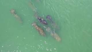 Manatees seen at Topsail Beach Sound on drone video [upl. by Atteuqahc154]