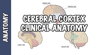 Clinical Anatomy  Cerebral Cortex lobes injury and clinical signs [upl. by Myrle]