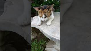 Kimmy lablabshortvideo catlover ❤ [upl. by Miun170]