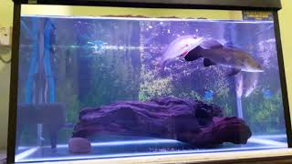 Barramundi amp Mangrove Jack Aquarium [upl. by Nickolas277]