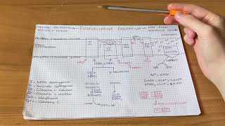 Fosforilazione Ossidativa Semplificata  Biochimica [upl. by Dehnel50]