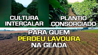 Cultura Intercalar  Plantio Consorciado  Para Quem Perdeu Lavoura na Geada  No Pé do Café [upl. by Ailaro]