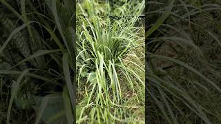 Lemon grass plant plants lemongrass gardening nature [upl. by Riordan164]