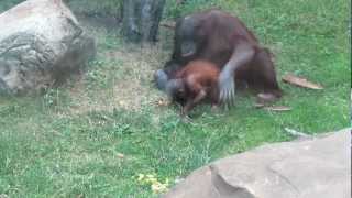 Орангутан Orangutan Moscow Zoo [upl. by Yniattirb]