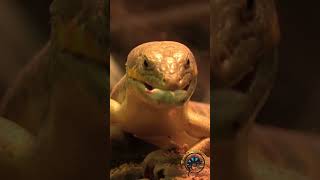 Schneider’s Skink Takes Down Giant Hornworm 🐛 reptiles pets cutepets cuteanimals dinner [upl. by Kerman]