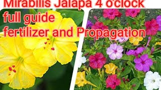 How To Grow And Care 4 oClock Flowers Mirabilis Jalapa  4Oclock Plant October Care Fertilizer [upl. by Iras336]