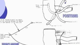 33 Vermiform appendix Abdomen [upl. by Norty]