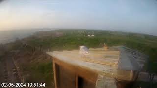 Coquet Island 3 Top Of The Hide☀️020524 [upl. by Mallen]