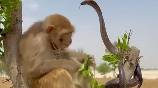 JaiMahakal is live Monkey dance with snacks [upl. by Manuel]