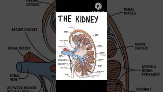 kidney structure l kidney anatomy l renal system [upl. by Aicertal]