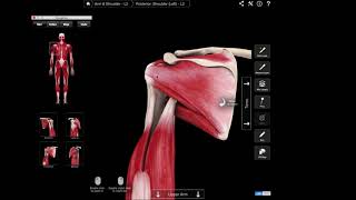 Supraspinatus  bovendoornspier [upl. by Naiviv278]