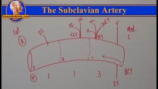 Draw the Subclavian Artery Alternate version [upl. by Potts253]