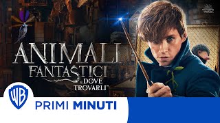 Animali Fantastici e dove trovarli  I Primi minuti [upl. by Leone896]