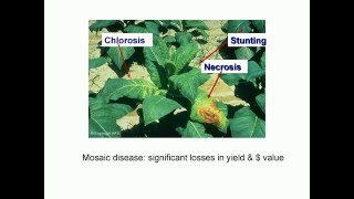 Tobacco mosaic virus details best [upl. by Etnaihc]