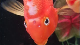 OMG WHAT HAPPENED TO MY PARROT FISH 😱😱 HOLE IN THE HEAD IN FISHES Hindi PART1 holeinthehead [upl. by Eudora318]