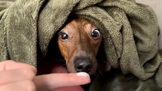 Mini dachshunds reaction when waking up to food [upl. by Assereht]