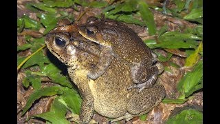 Frog Mating at monsoon [upl. by Yrtua937]