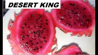 Pitaya DESERT KING   Rei do Deserto [upl. by Yasmine]