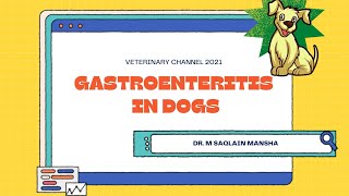 Veterinary Gastroenterology Gastroenteritis In Dogs [upl. by Senaj]