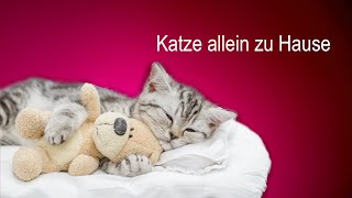 Katze alleine zu Hause  was macht sie den ganzen Tag [upl. by Yurik]