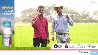 Incipio  Plinazolin Technology  Grower Testimonial  Rice  Hindi  Syngenta [upl. by Czarra]