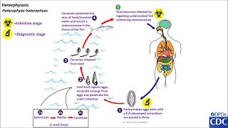 Heterophyes heterophyes life cycle [upl. by Klump]