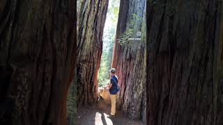 Redwood National Park 미국캠핑미국여행 [upl. by Ylra]